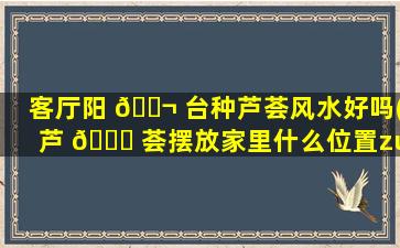 客厅阳 🐬 台种芦荟风水好吗(芦 🐅 荟摆放家里什么位置zui
好)